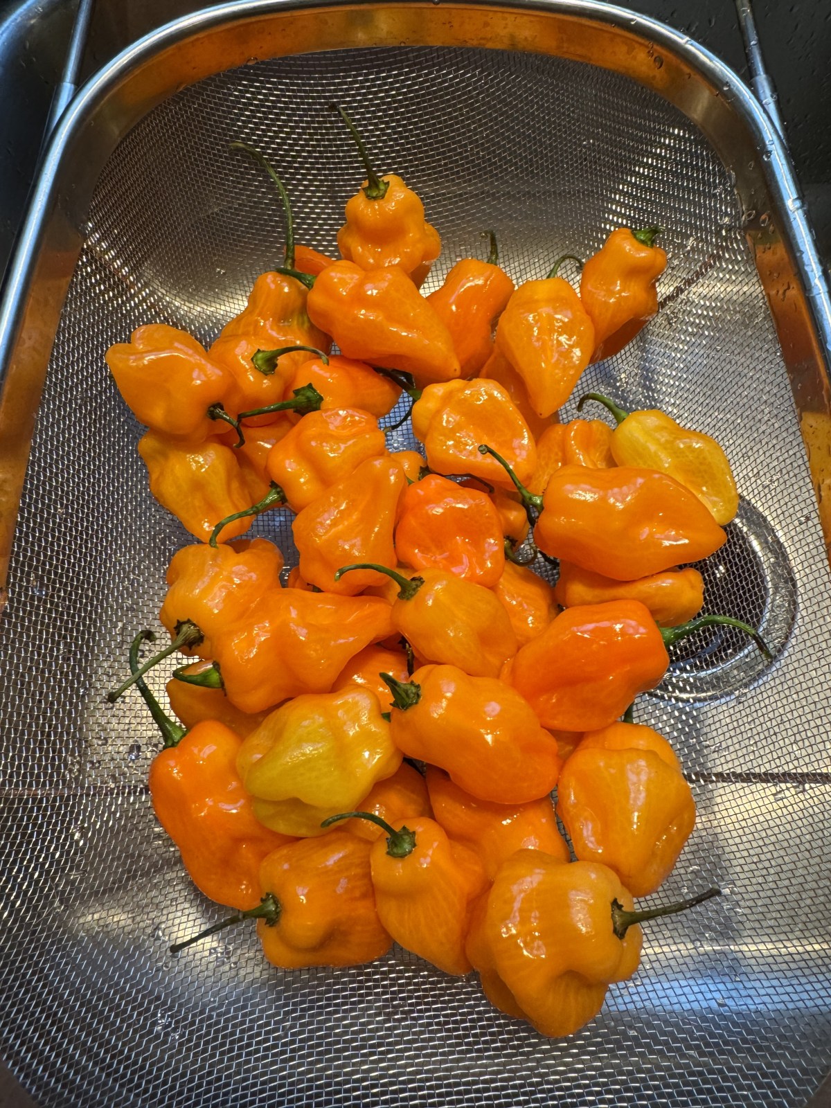 Helios Habanero