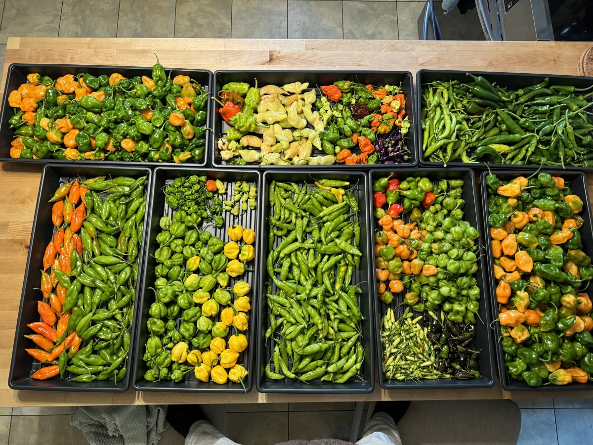 Hundreds of hot peppers